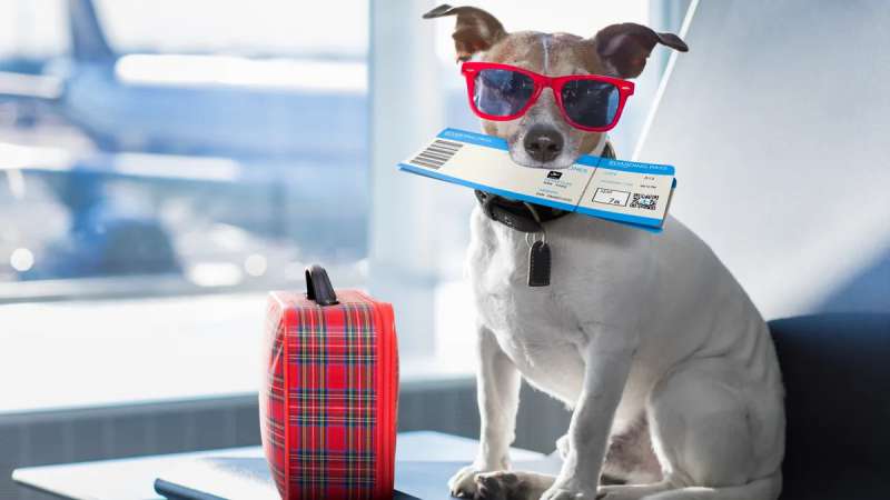 SENASA refuerza recomendaciones para viajar con mascotas