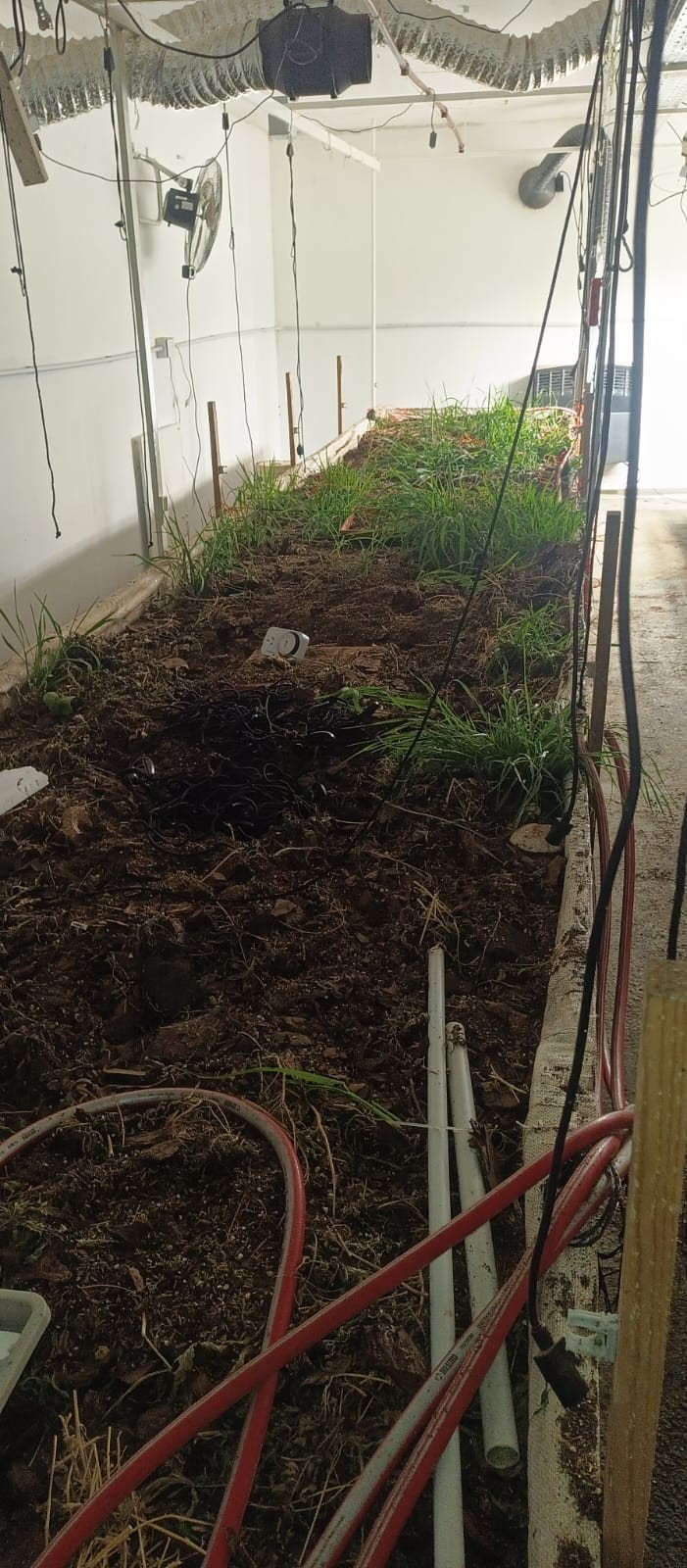 Robo y daos irreparables en una huerta de cannabis medicinal