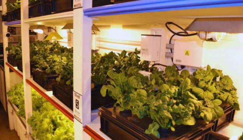 Hidropon�a en casa