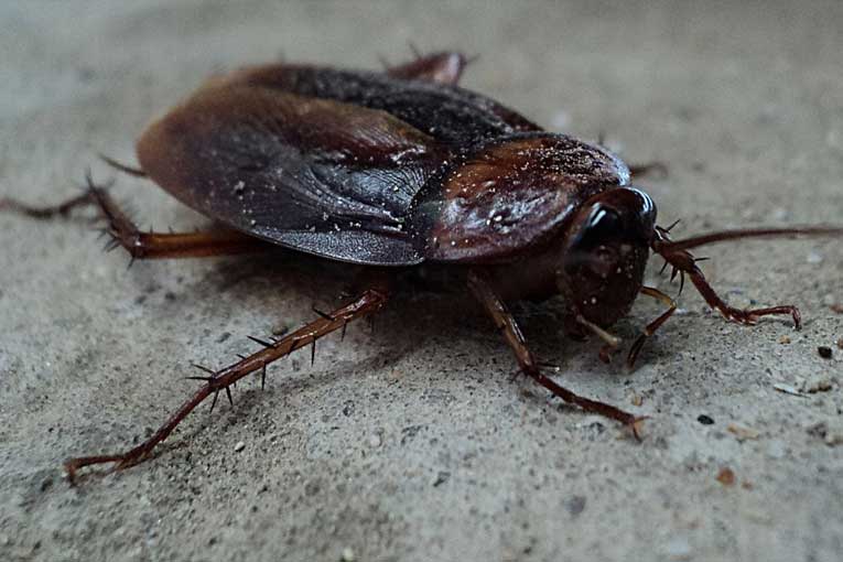 Encontraron cucarachas en la Escuela 46 
