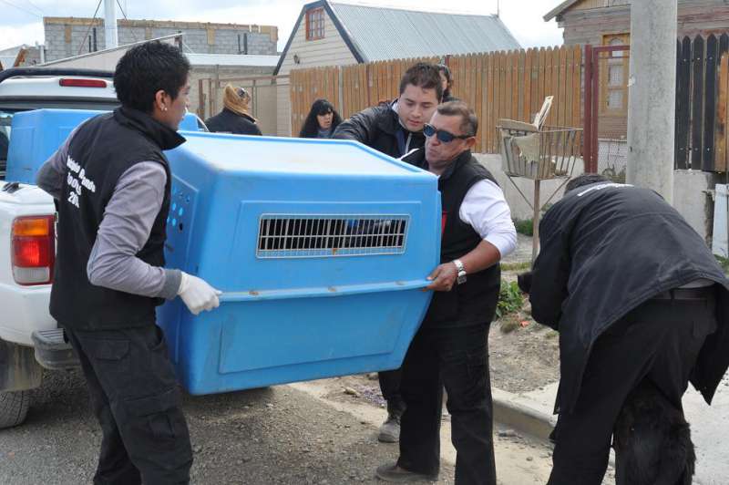 Servicios Veterinarios intervino en el rescate de 14 perros