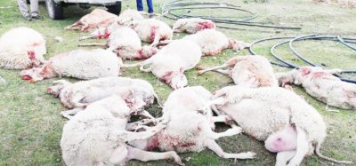Unos 10 ovinos fueron faenados ilegalmente en cercanías de la Misión Salesiana