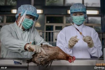 OMS carece de evidencia de transmisin prolongada de gripe H7N9 entre humanos